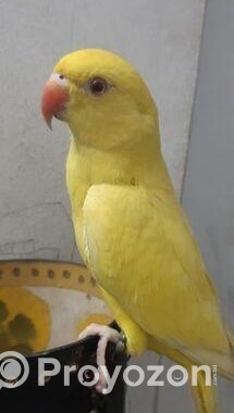 Yellow Ringneck Full Tame