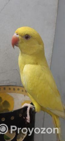 Yellow Ringneck Full Tame