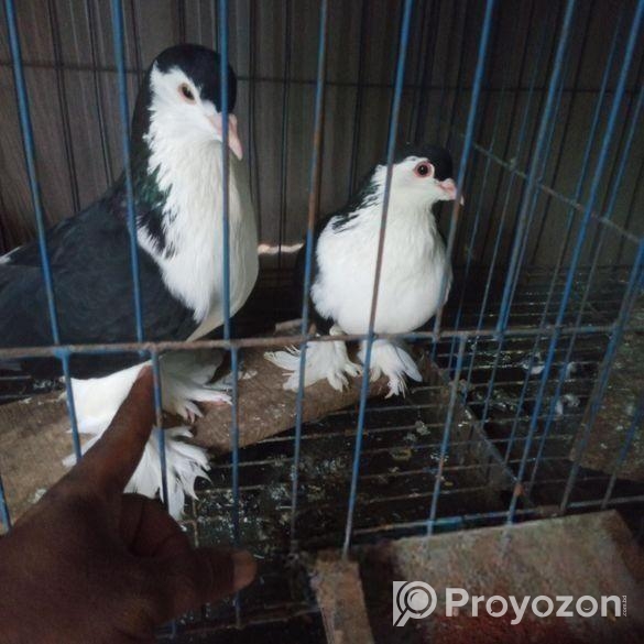 কালো লাহরী