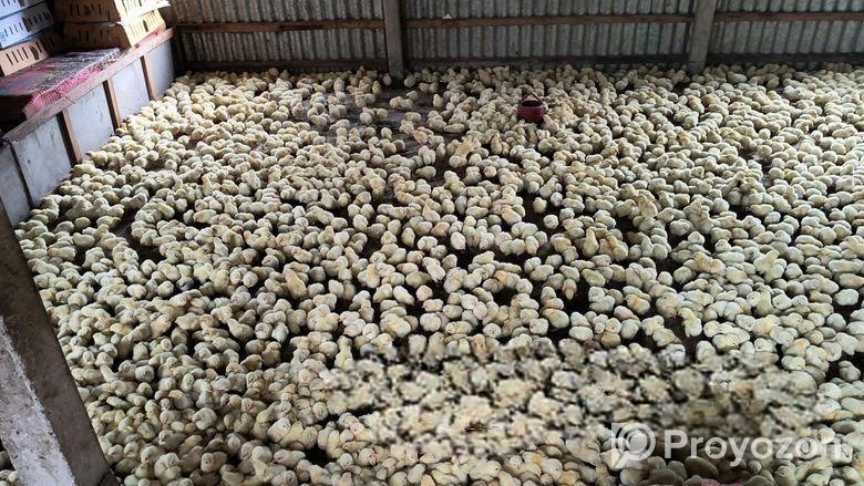 মুরগির বাচ্চা