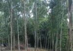৬০ শতক জায়গা বিক্রি করা হবে