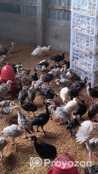 ১ মাস বয়সের টার্কি মুরগির বাচ্চা বিক্রি করা হব