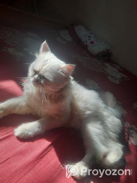 Traditional Doll Face pursian ( MALE.)