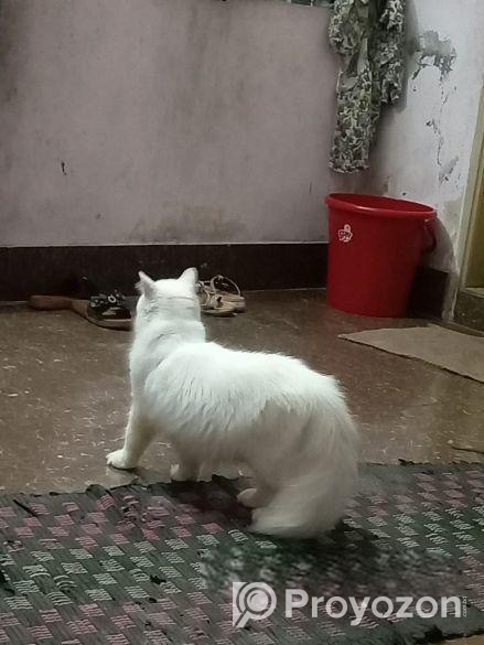 পারশিয়ান বিরাল ..