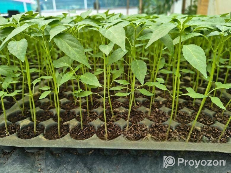 হাইব্রিড মরিচের চারা