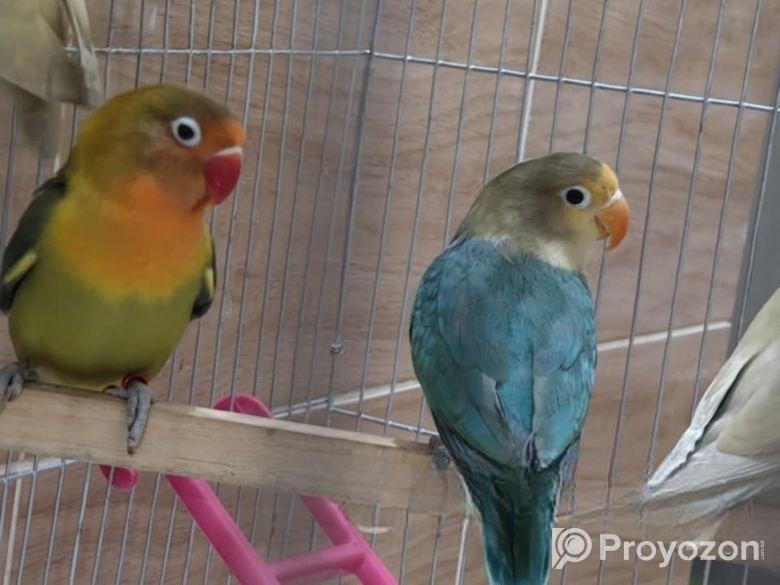 শখের লাভবার্ড সেল