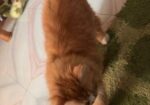Female Persian Cat
