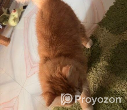 Female Persian Cat