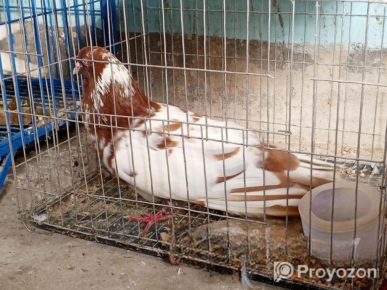 বড় জাতের নর কুবুতর