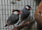এডাল্ট জাভা পাখি বিক্রয় করা হবে।