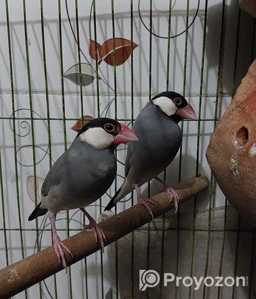 এডাল্ট জাভা পাখি বিক্রয় করা হবে।