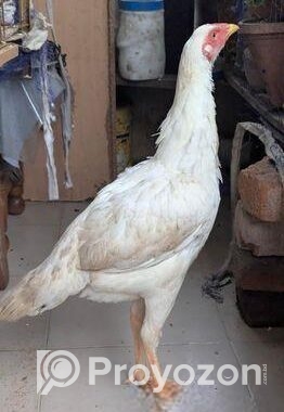 আসিল মুরগি