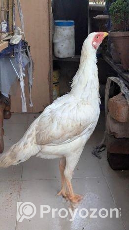 আসিল মুরগি