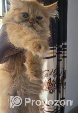 Persian Male Kitten