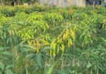 Miazaki Mango Plant