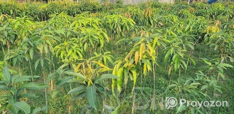 Miazaki Mango Plant