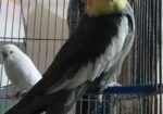 Coocatail ( ককাটেল ফুল এডাল্ট )