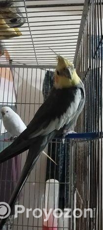 Coocatail ( ককাটেল ফুল এডাল্ট )