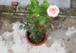 Hybrid Tea Rose
