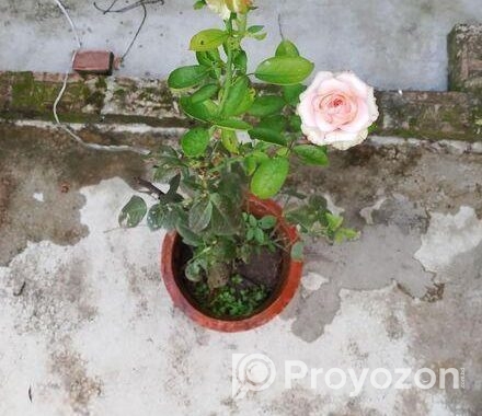 Hybrid Tea Rose