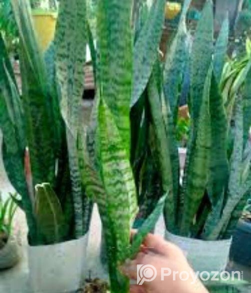 প্রাকৃতিক সৌন্দর্য হচ্ছে গাছ।স্নেক প্ল্যান্ট