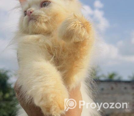 High Quality Traditional Persian