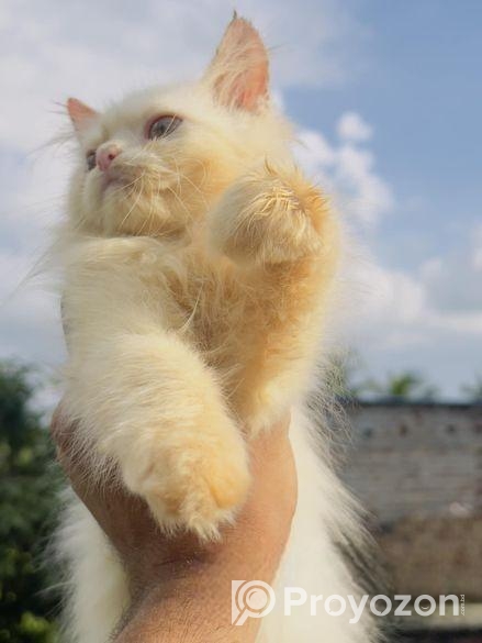 High Quality Traditional Persian