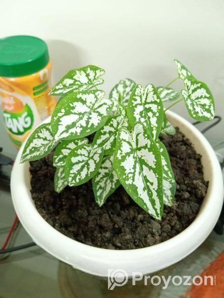 খুব সুন্দর গাছ