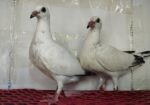 White Grizzle Baby Pair