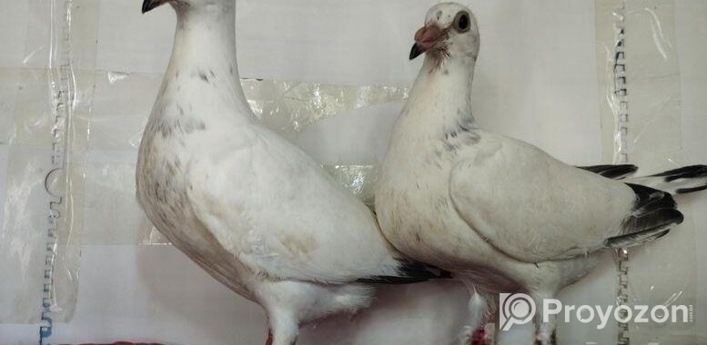 White Grizzle Baby Pair