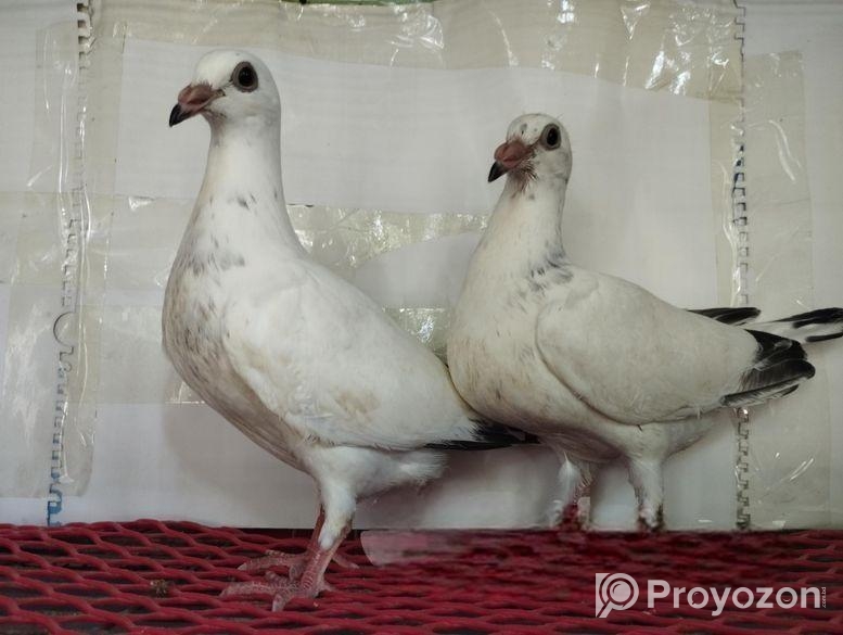 White Grizzle Baby Pair