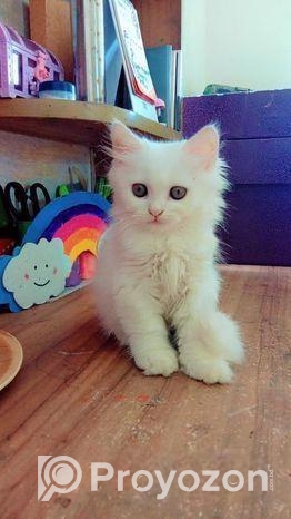 পার্শিয়ান বিড়াল