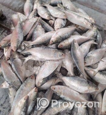 একদম ফ্রেশ পদ্ম নদীর তাজা ইলিশ