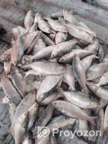 একদম ফ্রেশ পদ্ম নদীর তাজা ইলিশ
