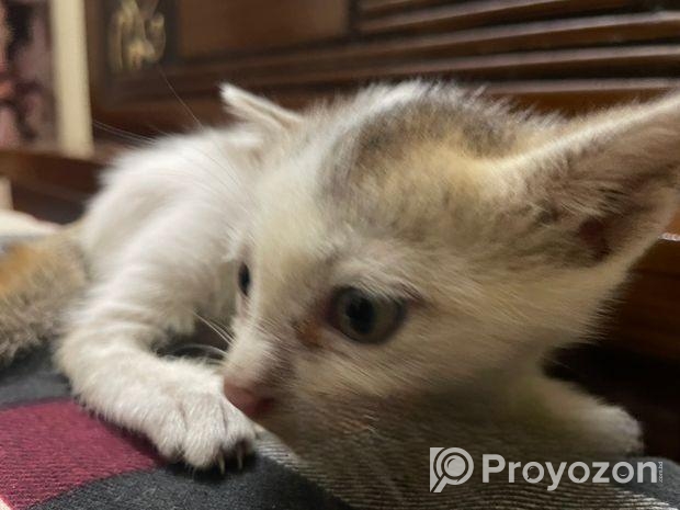 বিড়ালের বাচ্চা