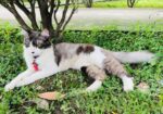 Cat for sell