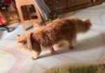Female Persian Cat