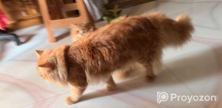 Female Persian Cat