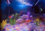 Aquarium , Fish And Excacoris Sell
