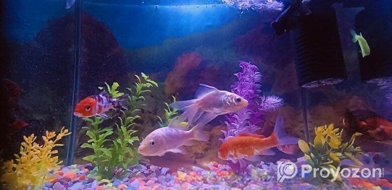 Aquarium , Fish And Excacoris Sell