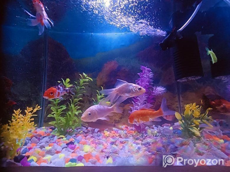 Aquarium , Fish And Excacoris Sell