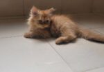 Persian Male Kitten