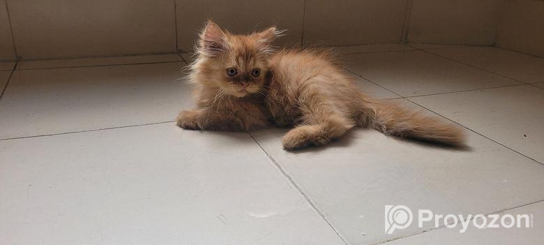 Persian Male Kitten