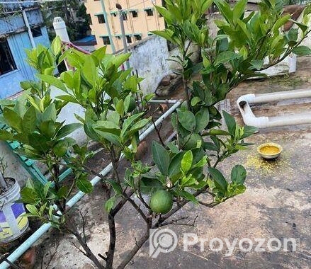 মাল্টা এবং কমলা গাছ ফল সহ