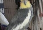 Coocatail ( ককাটেল ফুল এডাল্ট )
