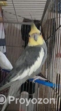 Coocatail ( ককাটেল ফুল এডাল্ট )