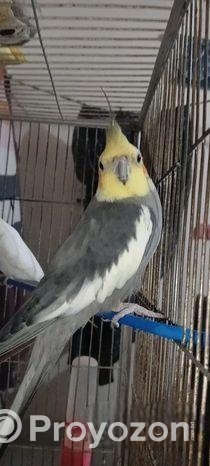 Coocatail ( ককাটেল ফুল এডাল্ট )