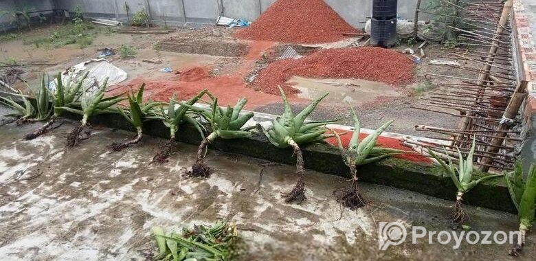 সতেজ ও স্বাস্থ্যকর অ্যালোভেরা গাছ – এখনই কিনুন!