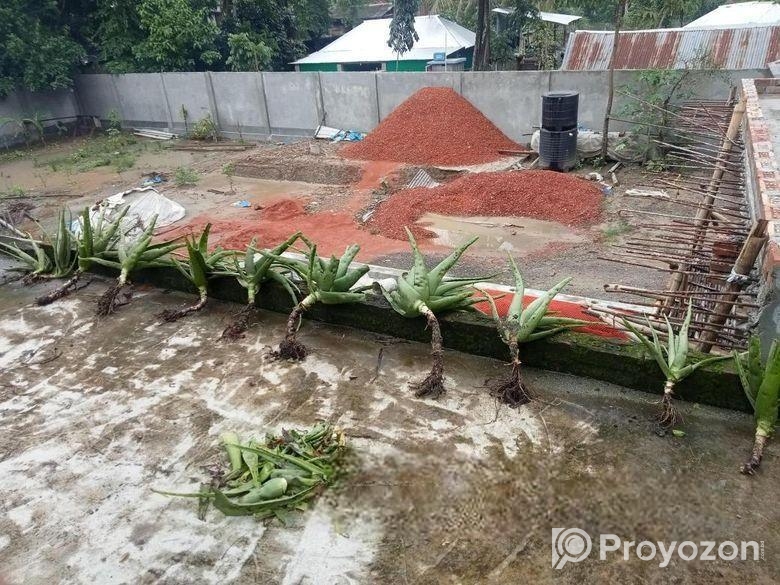 সতেজ ও স্বাস্থ্যকর অ্যালোভেরা গাছ – এখনই কিনুন!