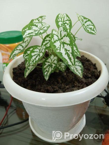 খুব সুন্দর গাছ